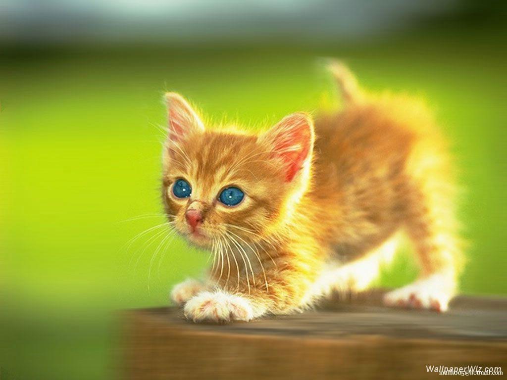 Cute kitten in the green