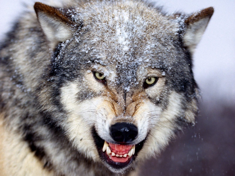 wolf desktop wallpaper. Angry wolf