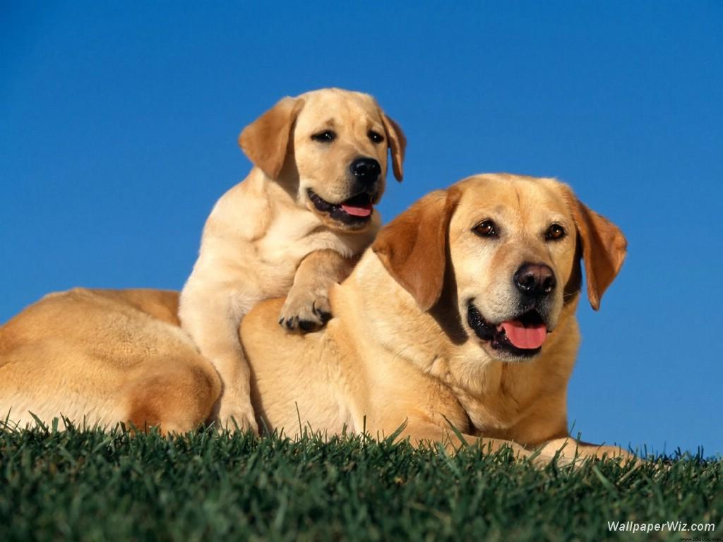 Proud puppy with dad